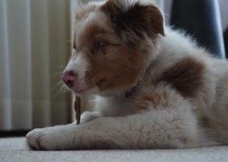 Eerste dag in zijn nieuwe huis